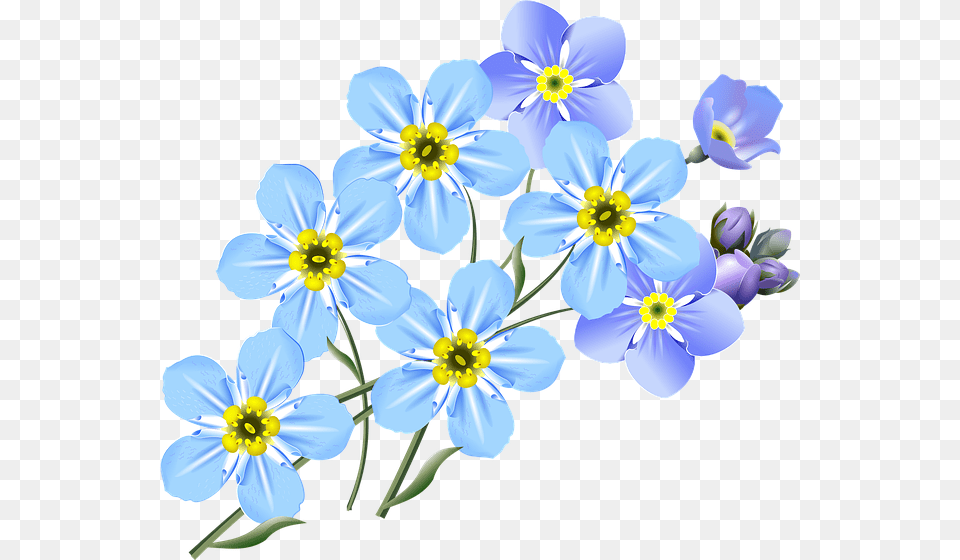 Photo Flower Forget Me Nots Blue Drawing Small Flowers, Anemone, Flax, Anther, Plant Png