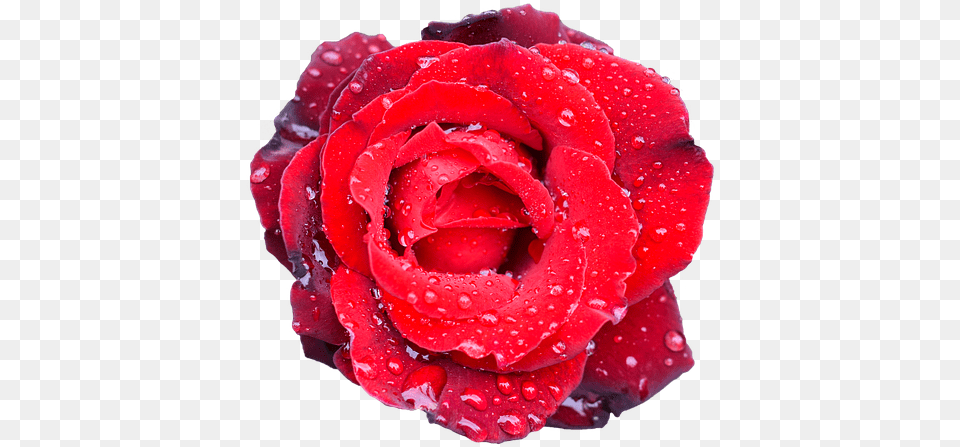 Photo Flower Romance Rose Petal Bouquet Wedding Love Bouquet De Fleur Mariage, Plant Free Png