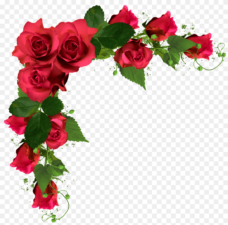 Photo Flowers Rose Free Transparent Png