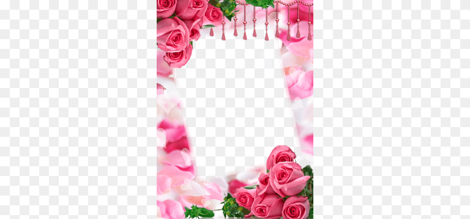 Photo Frame Tender Roses Frame For Mother39s Day, Flower, Flower Arrangement, Flower Bouquet, Petal Png Image