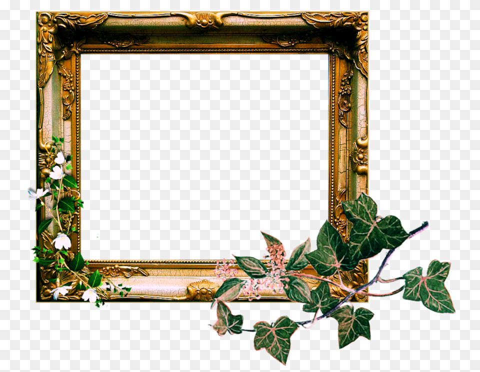 Photo Frame Transparent Pictures, Ivy, Plant Png