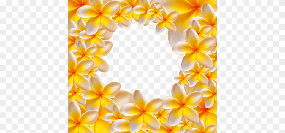 Photo Frame Yellow Flowers Ukrasni Okviri Za Tekst, Pattern, Accessories, Flower, Petal Png