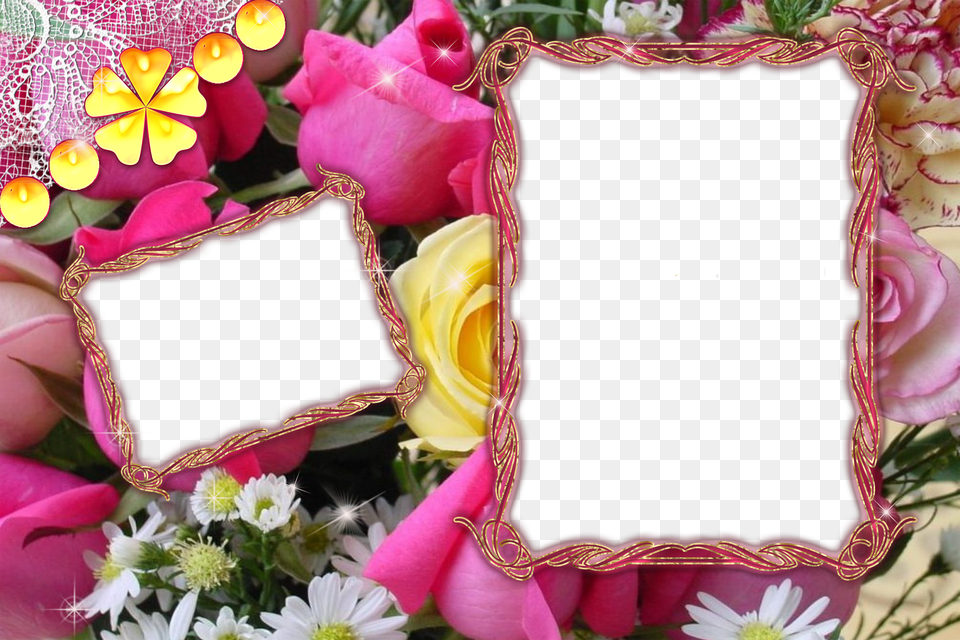 Photo Frames Frame Hd Wallpaper And Background, Flower, Plant, Rose, Petal Free Transparent Png