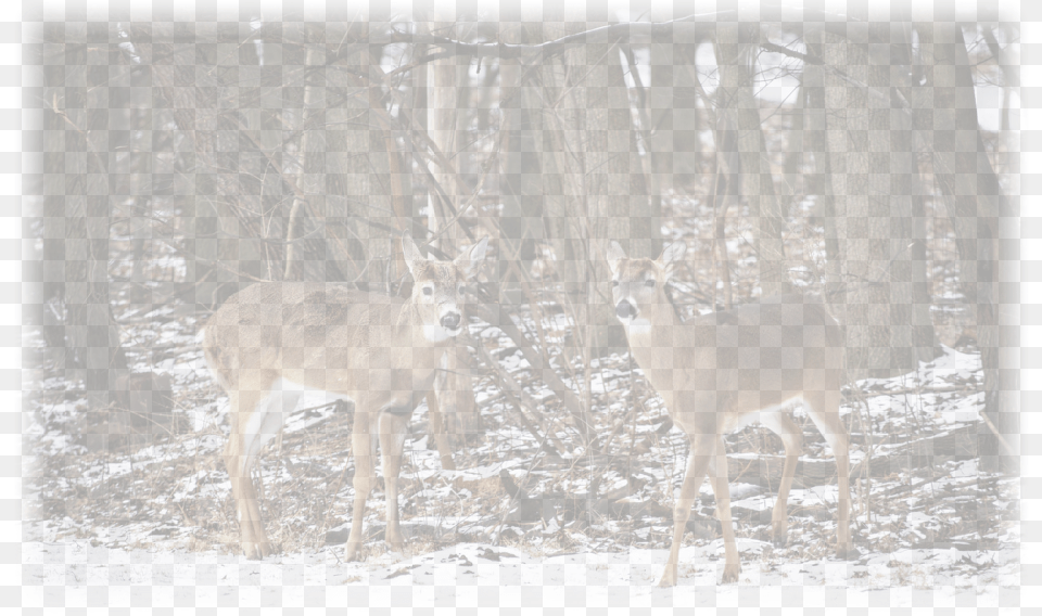 Photo Gallery Whitetail Deer No Doubt Northern New White Tailed Deer, Animal, Antelope, Mammal, Wildlife Png Image