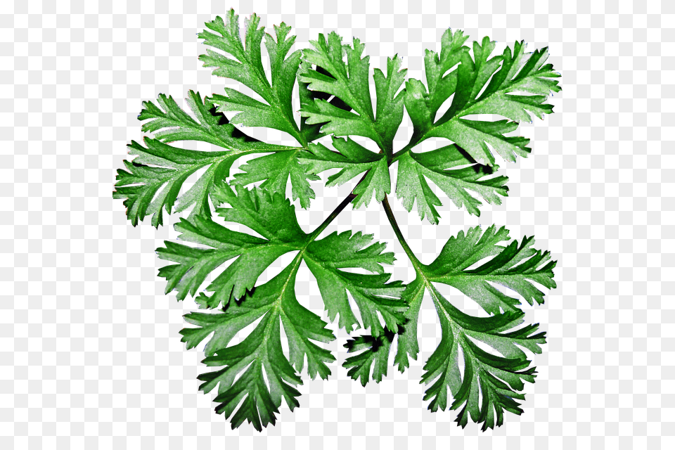 Photo Garden Anemone Leaves Greenery Plant, Herbs, Parsley, Leaf Free Png Download