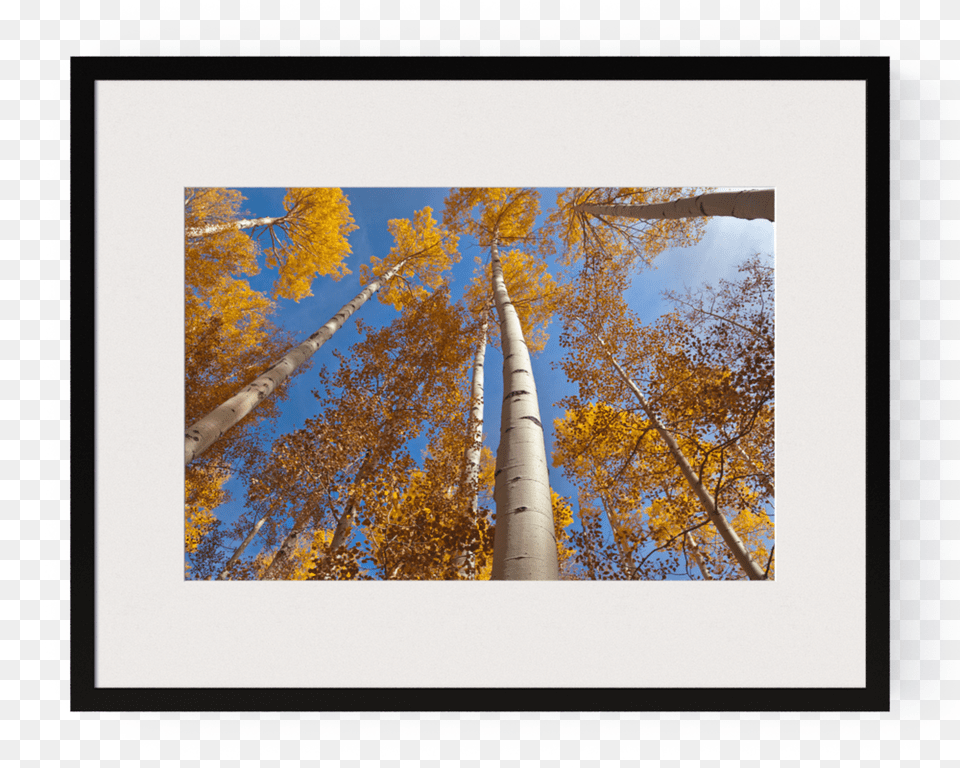 Photo Golden Aspen Canopies Ii Golden Aspen Rally, Plant, Tree, Architecture, Building Free Png