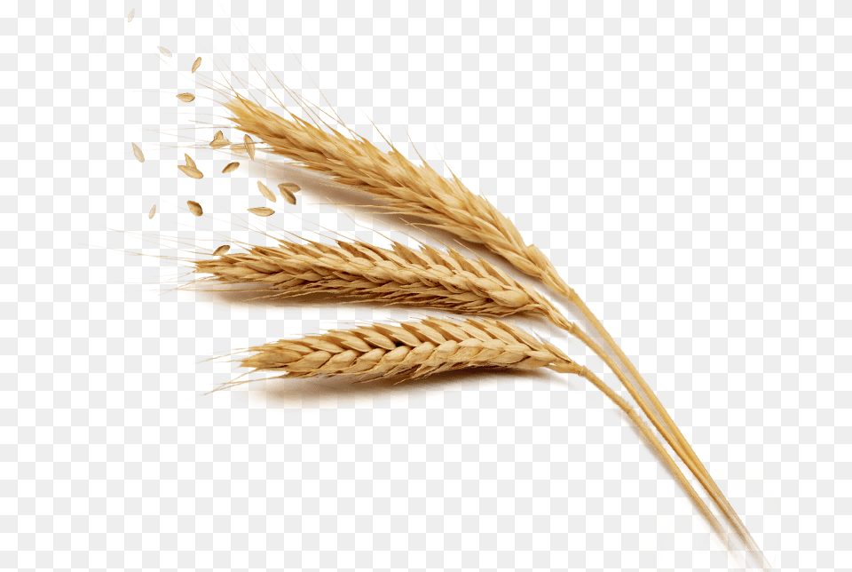 Photo Grain Jpg Millet, Food, Produce, Wheat Free Png Download