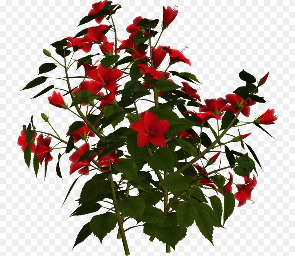 Photo Greeting Card8f Transparent Background Flower Bush, Geranium, Plant, Hibiscus Png