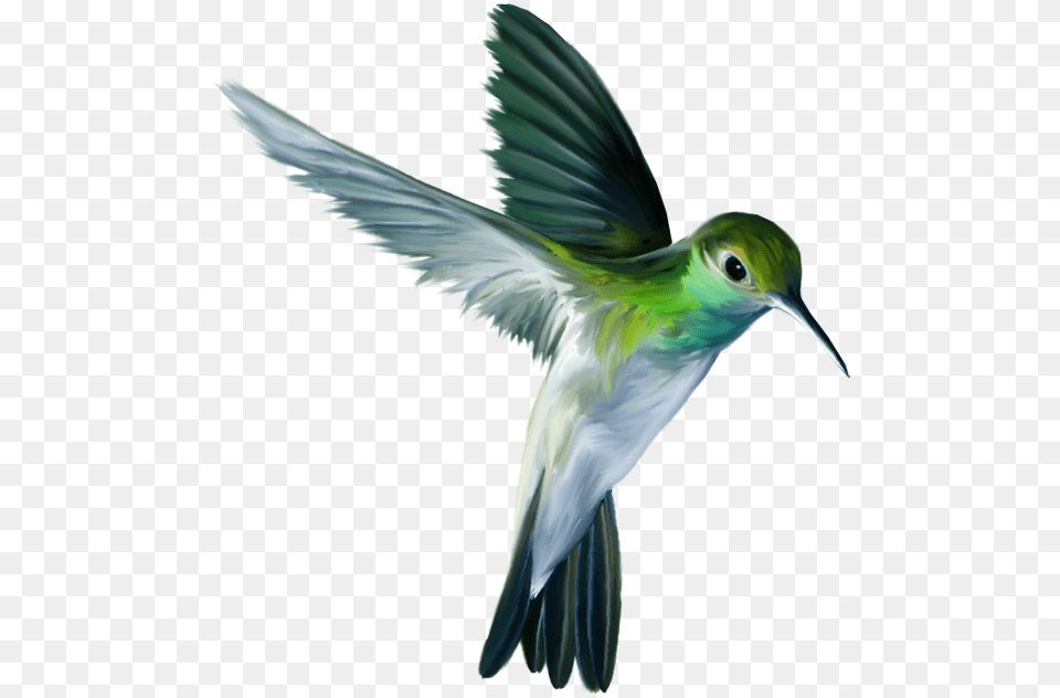 Photo Hummingbird, Animal, Bird, Flying, Bee Eater Free Png