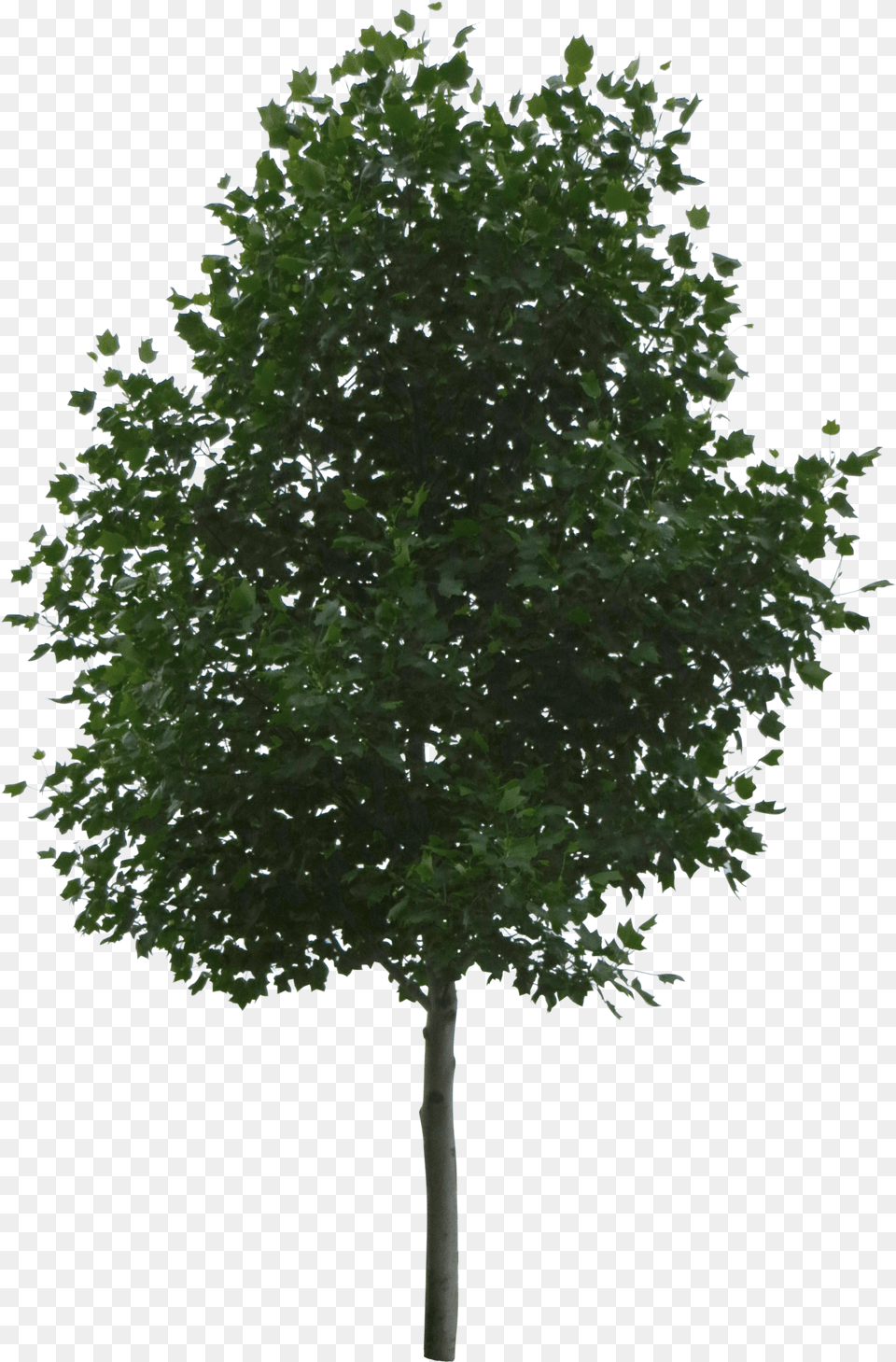 Photo Img Big Tree For Architectural Rendering Free Transparent Png