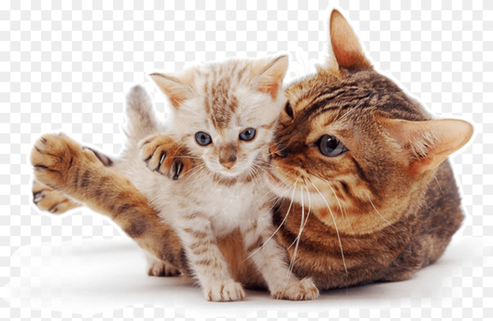 Photo Kitten Photos Raining Cats And Dogs Cute Cats Cat And Kitten White Background, Animal, Mammal, Pet, Manx Png Image