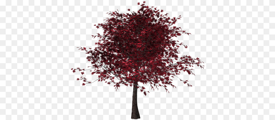 Photo Leaves Tree Isolated Red Leaves Digital Derevo S Krasnimi Listyami, Leaf, Maple, Plant Free Transparent Png