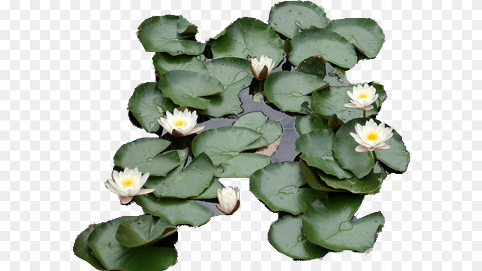 Photo Liliescopy Water Lily, Flower, Plant, Nature, Outdoors Png