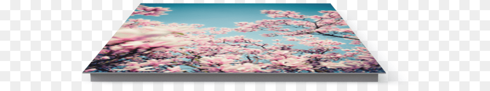 Photo Magnolia Tree Exercise Mat, Flower, Plant, Cherry Blossom Free Png