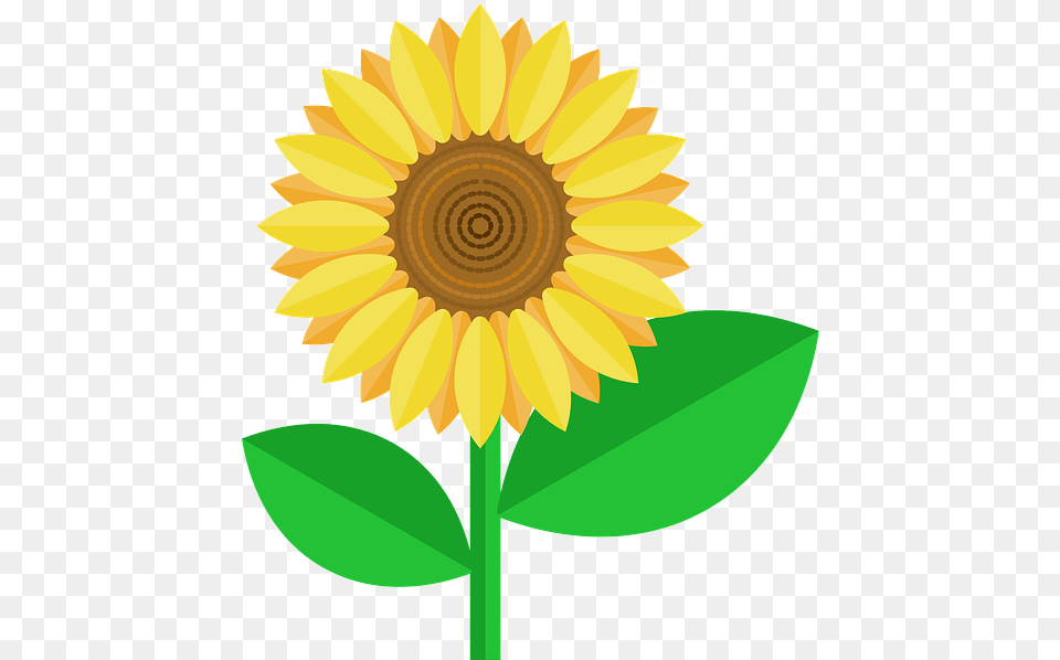 Photo Nature Flower Petals Yellow Flourish Sunflower Independence Day 15 August Wishes, Plant Png