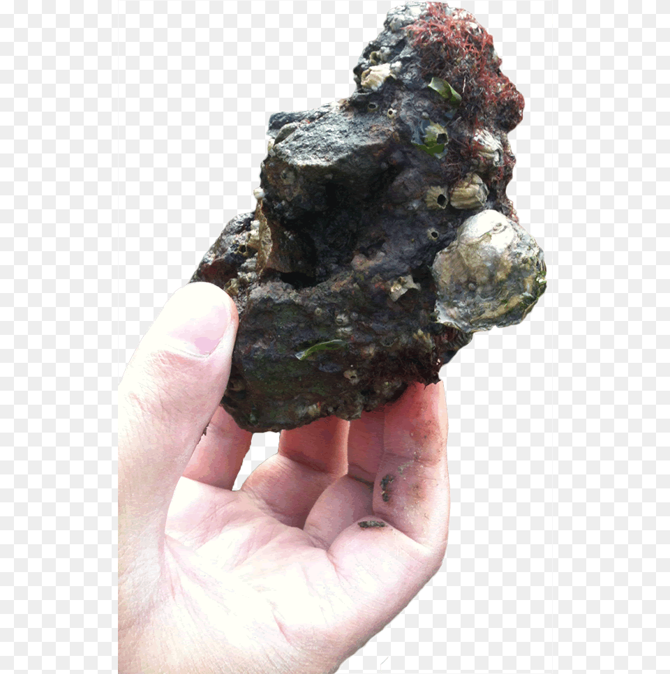 Photo Of A Hand Holding An Oyster Artificial Substrate For Oysters, Rock, Person, Finger, Body Part Free Png Download