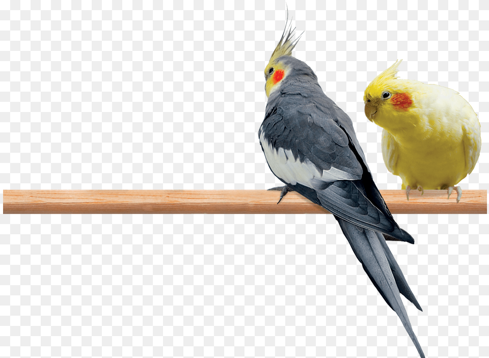 Photo Of A Male And Female Cockatiel Perched On A Limb, Animal, Bird, Beak, Parakeet Free Png