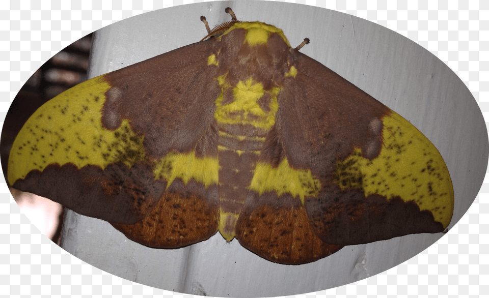 Photo Of A Male Imperial Moth Butterfly, Animal, Insect, Invertebrate Png