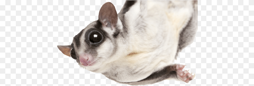 Photo Of A Sugarglider Hanging From A Limb Sugar Glider No Background, Animal, Mammal, Rat, Rodent Free Png Download