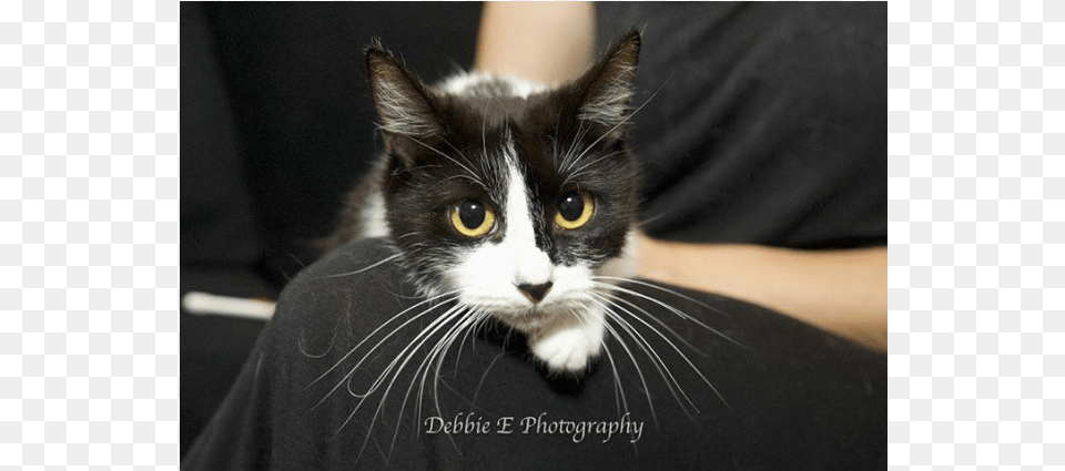 Photo Of Ac0638 Princess Poppy Domestic Short Haired Cat, Animal, Mammal, Pet, Kitten Png