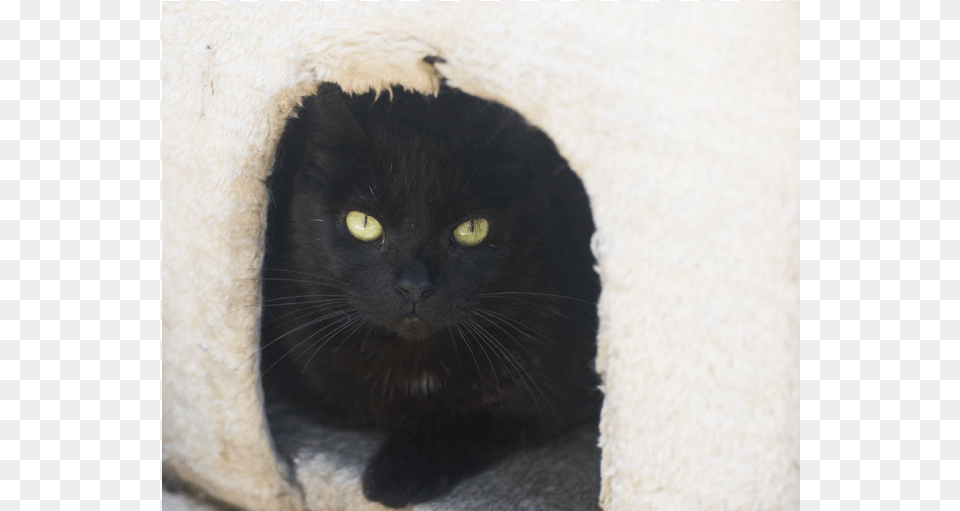 Photo Of Ak1744 Princess Bubblegum Black Cat, Animal, Black Cat, Mammal, Pet Free Png Download