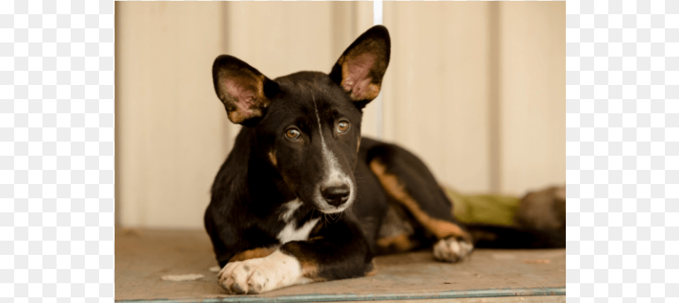Photo Of Amber Companion Dog, Animal, Canine, Mammal, Pet Free Png