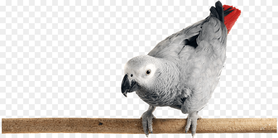 Photo Of An African Grey Parrot Perched On A Limb African Grey Parrot, Animal, Bird, African Grey Parrot Png