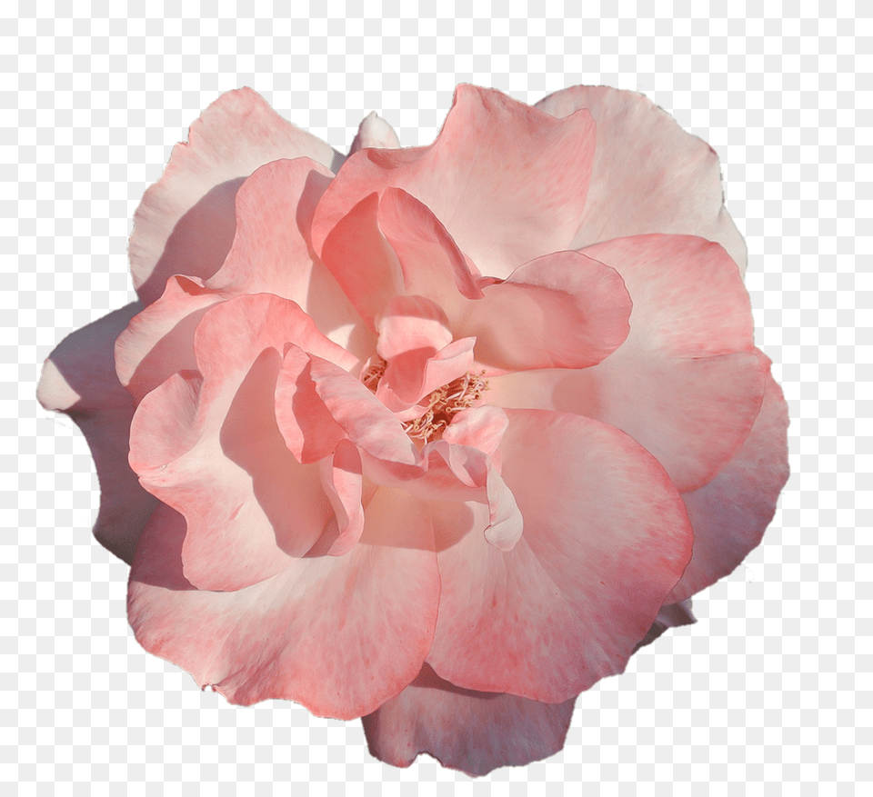 Photo Of Flower Pink Rose Flor Rosa Fundo Transparente, Geranium, Petal, Plant, Anther Free Transparent Png