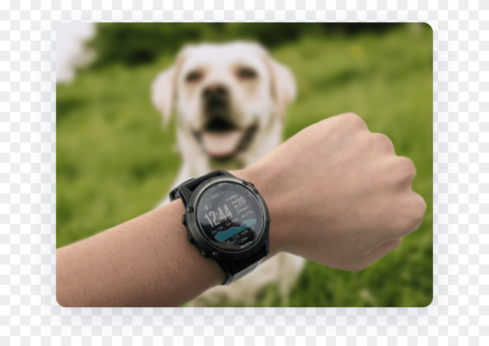 Photo Of Garmin Watch With A Dog Labrador Retriever, Wristwatch, Arm, Body Part, Person Png