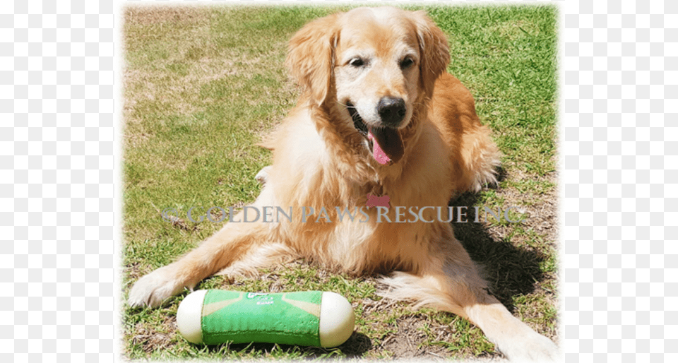 Photo Of Honey Dog Catches Something, Animal, Canine, Golden Retriever, Mammal Free Png Download