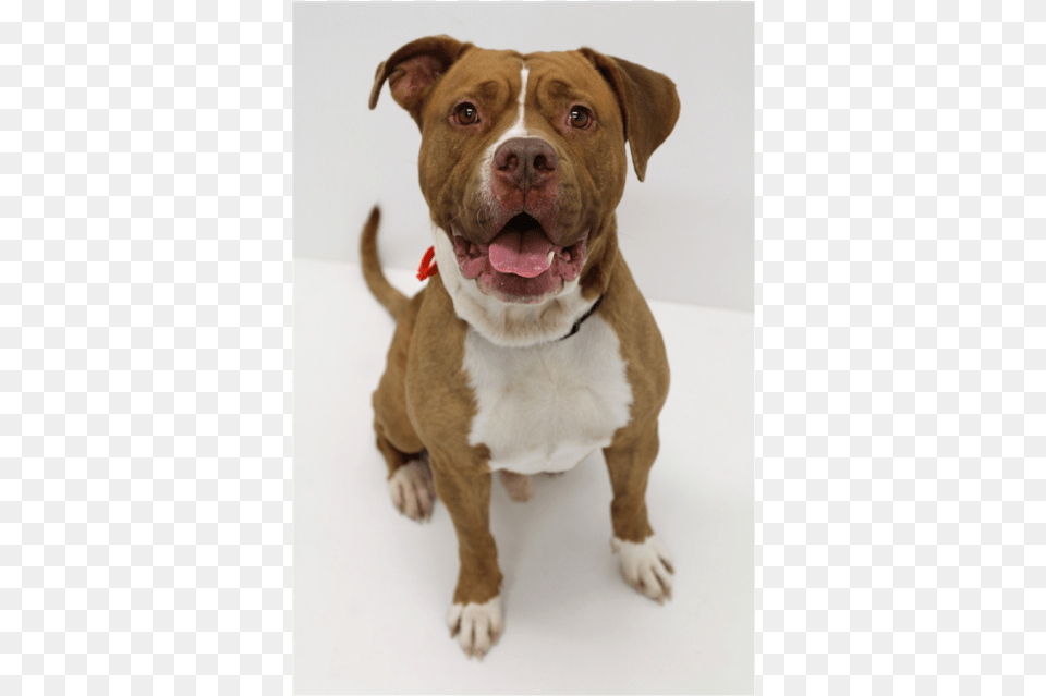 Photo Of Kutchi Old English Terrier, Animal, Bulldog, Canine, Dog Free Png