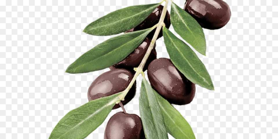 Photo Of Olive Branch Green Olive Branch, Leaf, Plant, Food, Fruit Free Transparent Png