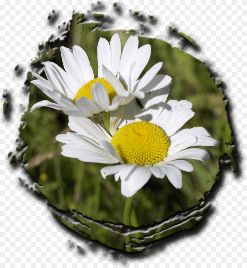 Photo Of Two Daisies Plants Png Image