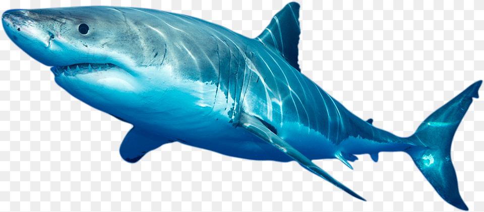 Photo Of White Shark Swordfish, Animal, Sea Life, Fish, Great White Shark Png Image