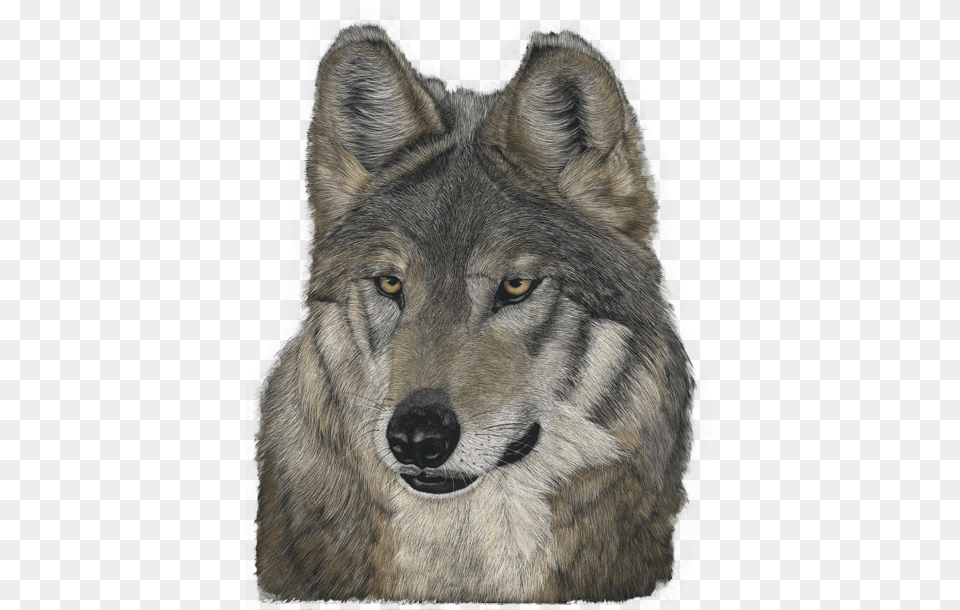Photo Of Wolf Art Czechoslovakian Wolfdog, Animal, Coyote, Mammal, Lion Free Png Download