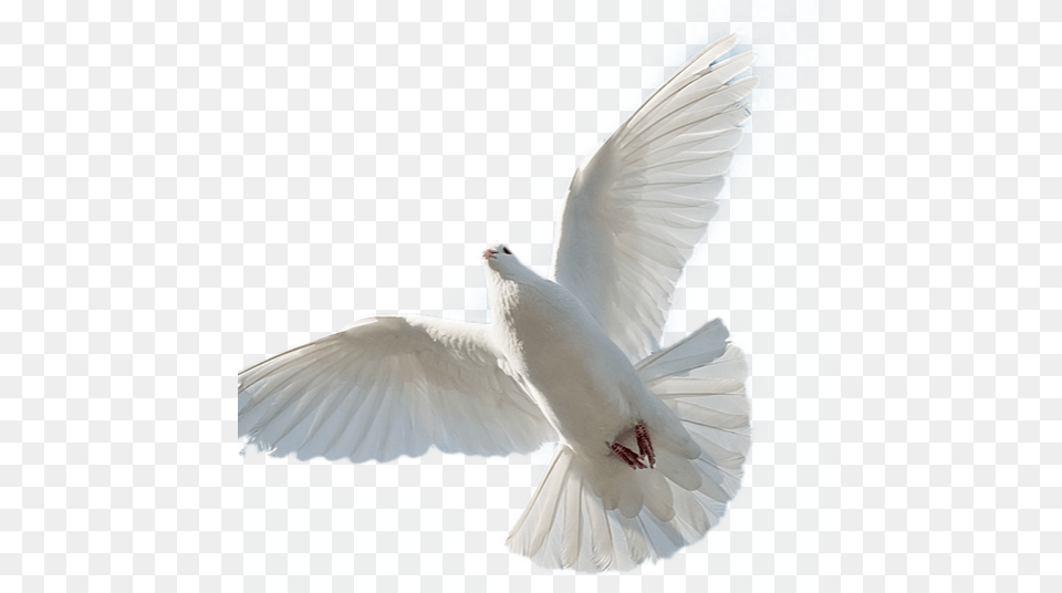 Photo Paloma Del Espiritu Santo, Animal, Bird, Dove, Pigeon Free Transparent Png