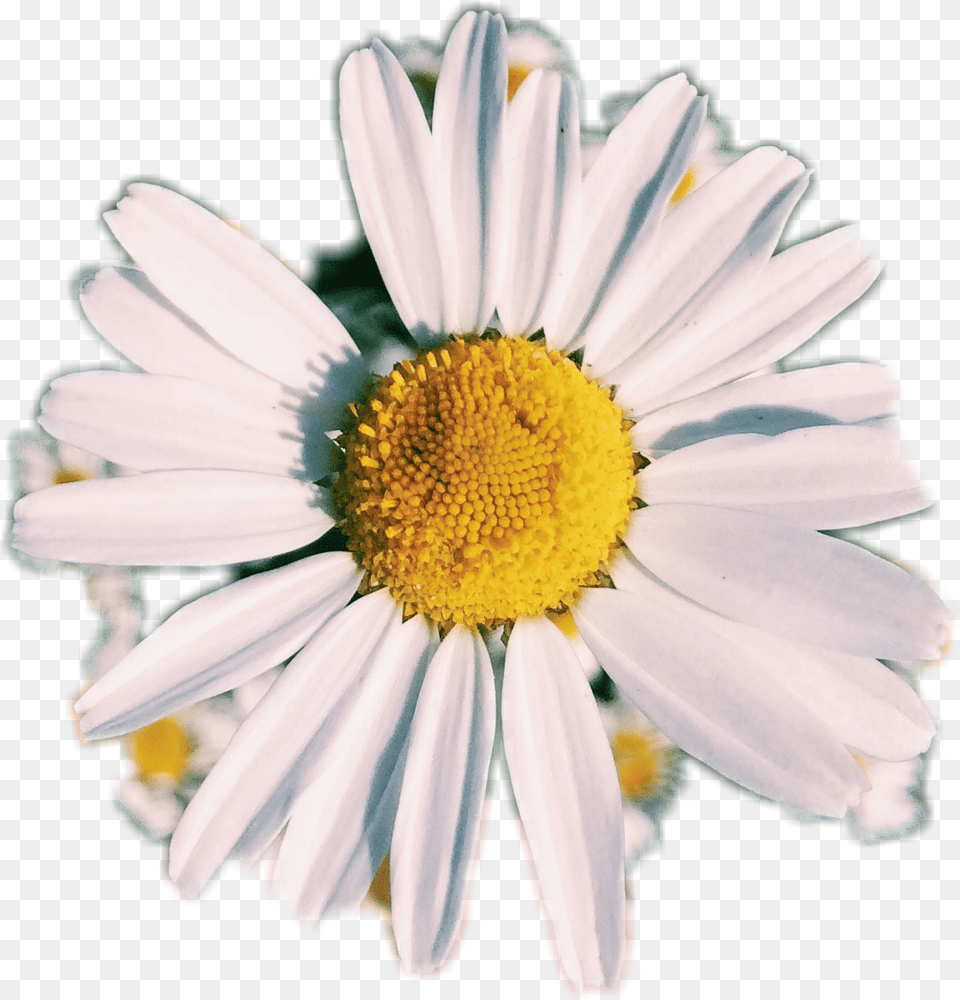 Photo Photography Daisy Af Aesthetic Flower White White White Aesthetic Flower, Plant, Pollen, Petal Free Transparent Png