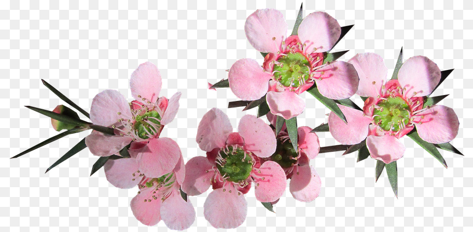 Photo Pink Flower Tea Tree Australian Native Max Pixel Pink Tea Tree Flower, Geranium, Petal, Plant, Pollen Png