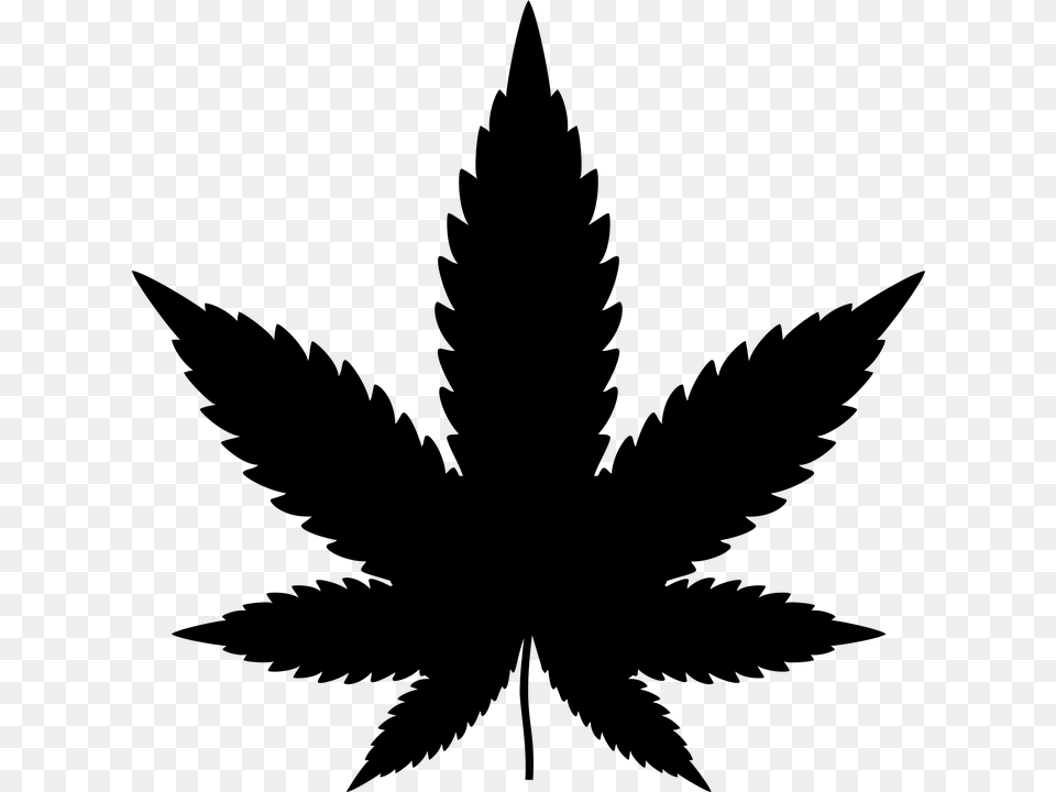 Photo Plant Cannabis Marijuana Drugs Leaf Drug Hemp, Gray Free Png
