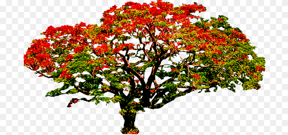 Photo Poinciana3 Zpsay93z9di Tree Flower Cartoon, Plant, Maple, Leaf, Oak Png Image