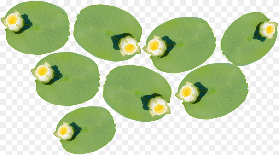 Photo Pondflower3 1 Aquatic Plant, Flower, Leaf, Lily, Egg Png