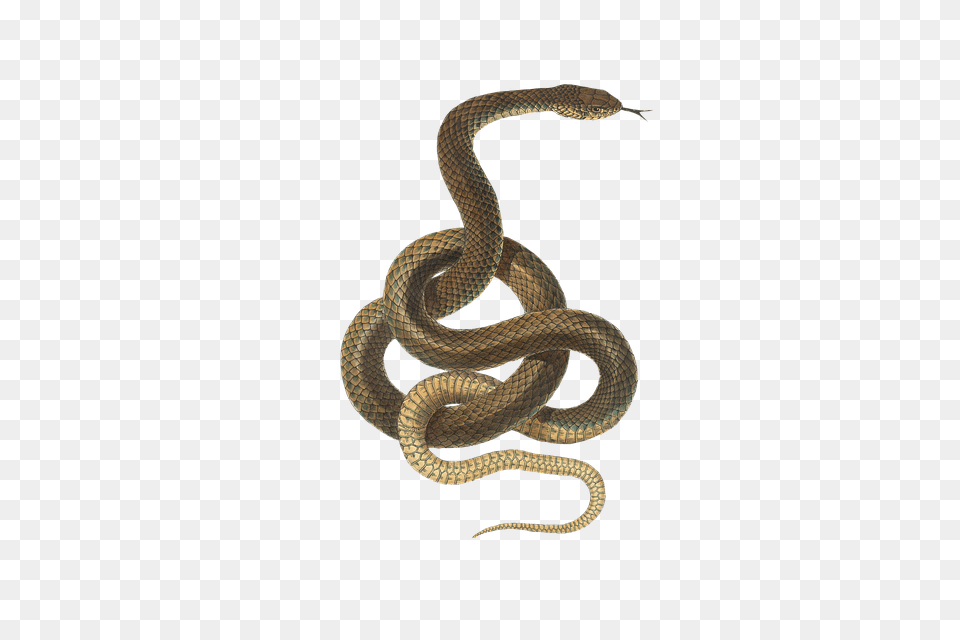 Photo Reptile Isolated Vintage Animal Snake Free Png