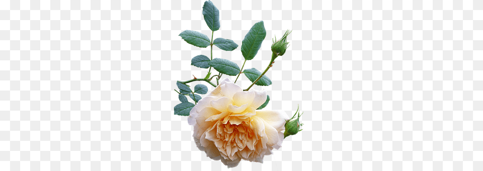 Photo Rose Bloom Flower Plant Nature Yellow, Dahlia, Bud, Sprout Free Png