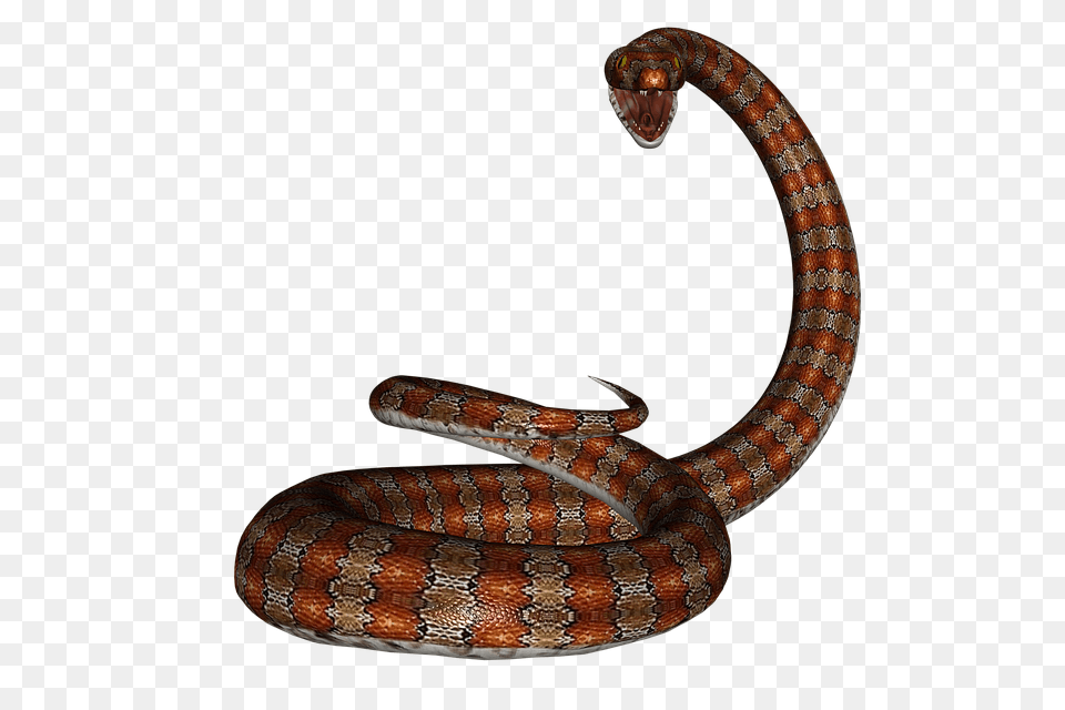 Photo Snake Serpent Herpetology Reptile Rat Snake Red, Animal Free Png Download