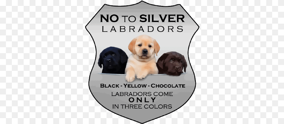 Photo Taken By Sharon Morris Wagner Differences Between American Labs And English Labs, Animal, Canine, Dog, Mammal Free Transparent Png