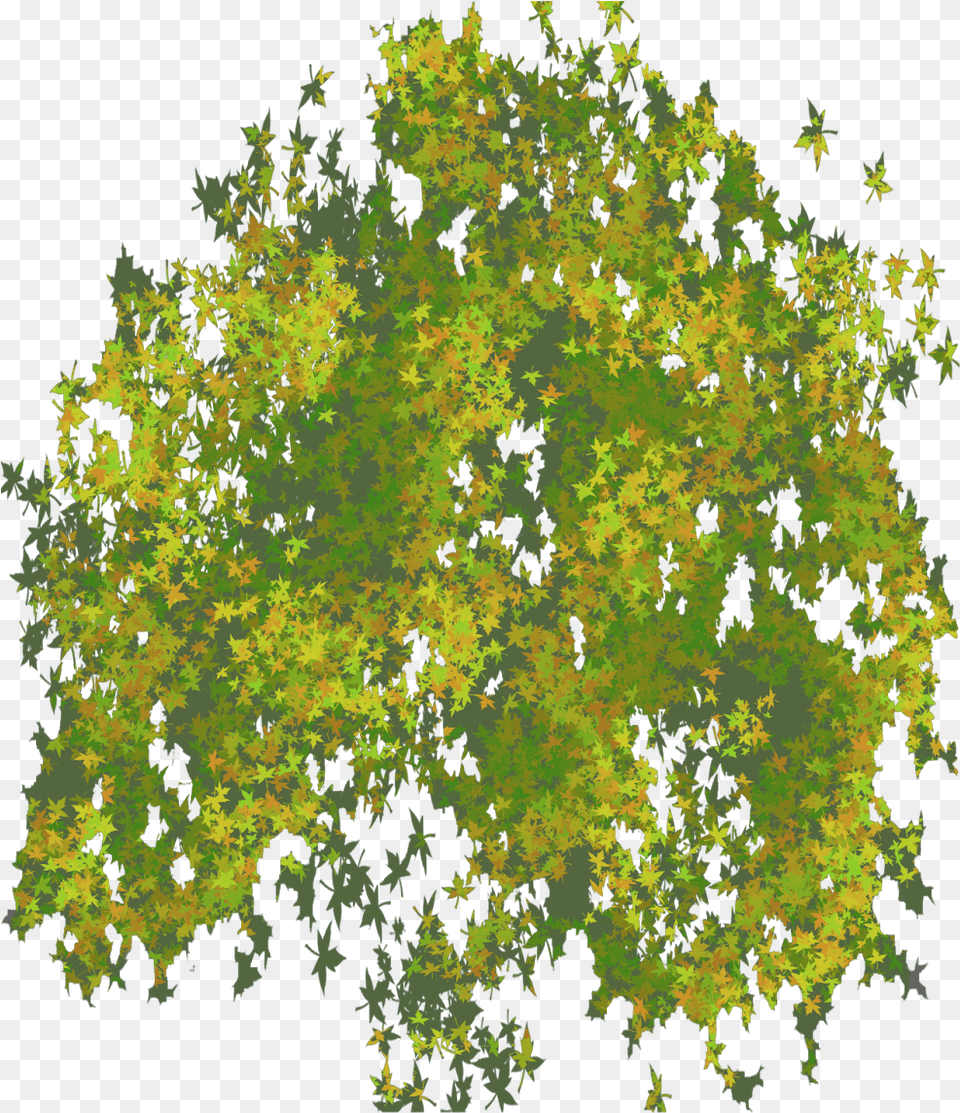 Photo Top Tree Tree Leaf Top View, Vegetation, Plant, Pattern, Green Png Image