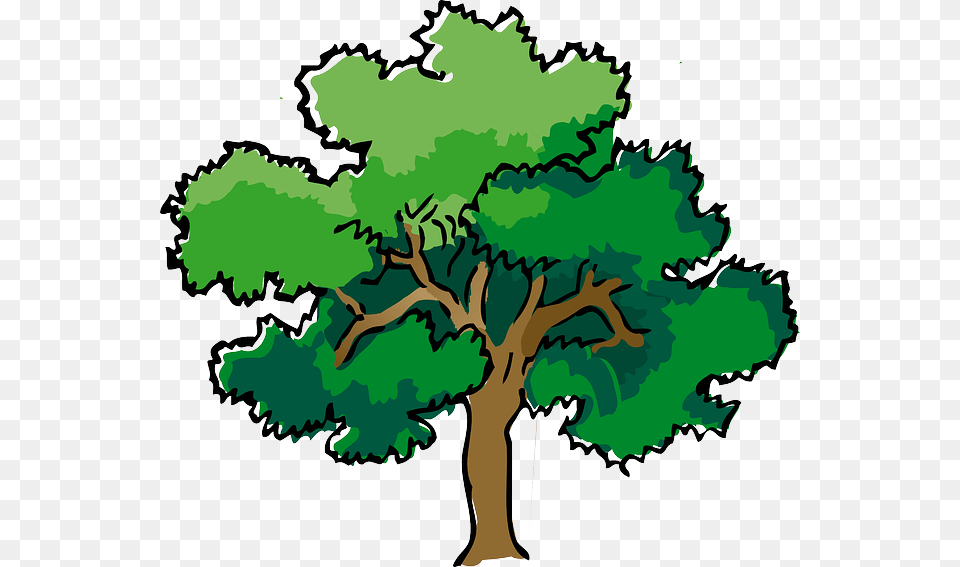 Photo Tree Oak Summer Leaves Trunk Branches Mature, Plant, Sycamore, Animal, Dinosaur Free Transparent Png
