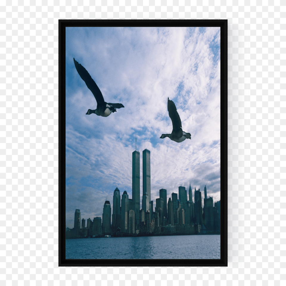Photo Twin Towers, Animal, Bird, City, Flying Free Png
