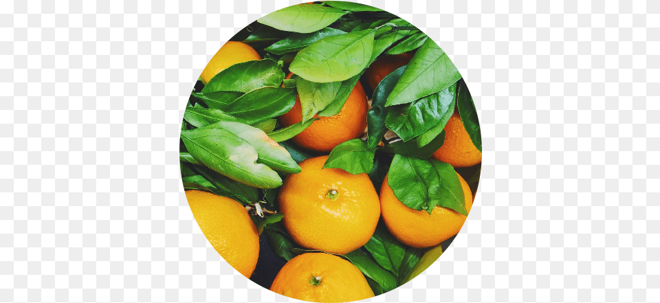 Photo U2014 Debbie Saslaw Oranges, Citrus Fruit, Food, Fruit, Grapefruit Png
