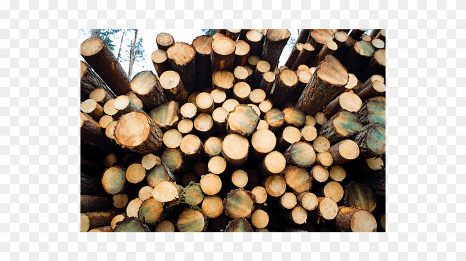 Photo Upm Lumber, Wood, Fungus, Plant Free Transparent Png